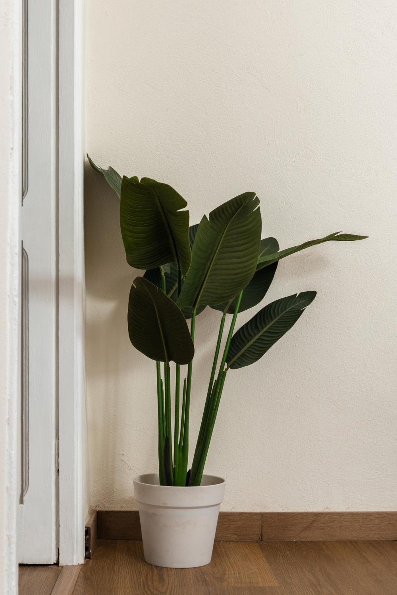 Cozy Historical Flat Napoli Lägenhet Exteriör bild